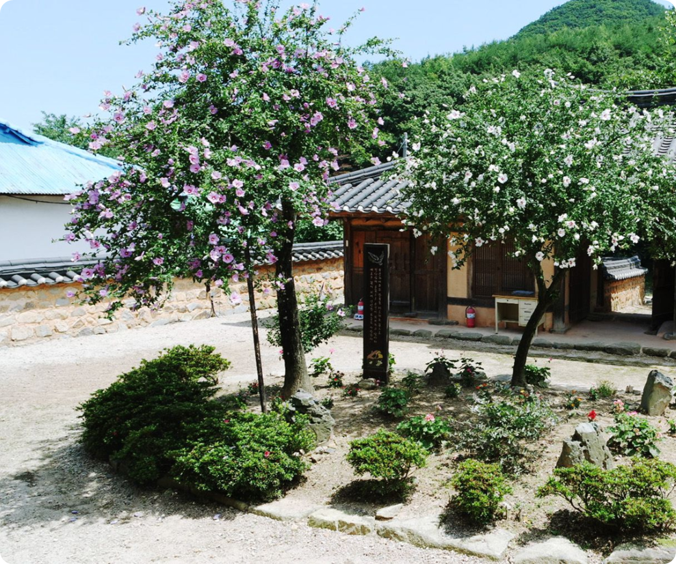 석계서원에서 본래 수형을 살려 자란 무궁화