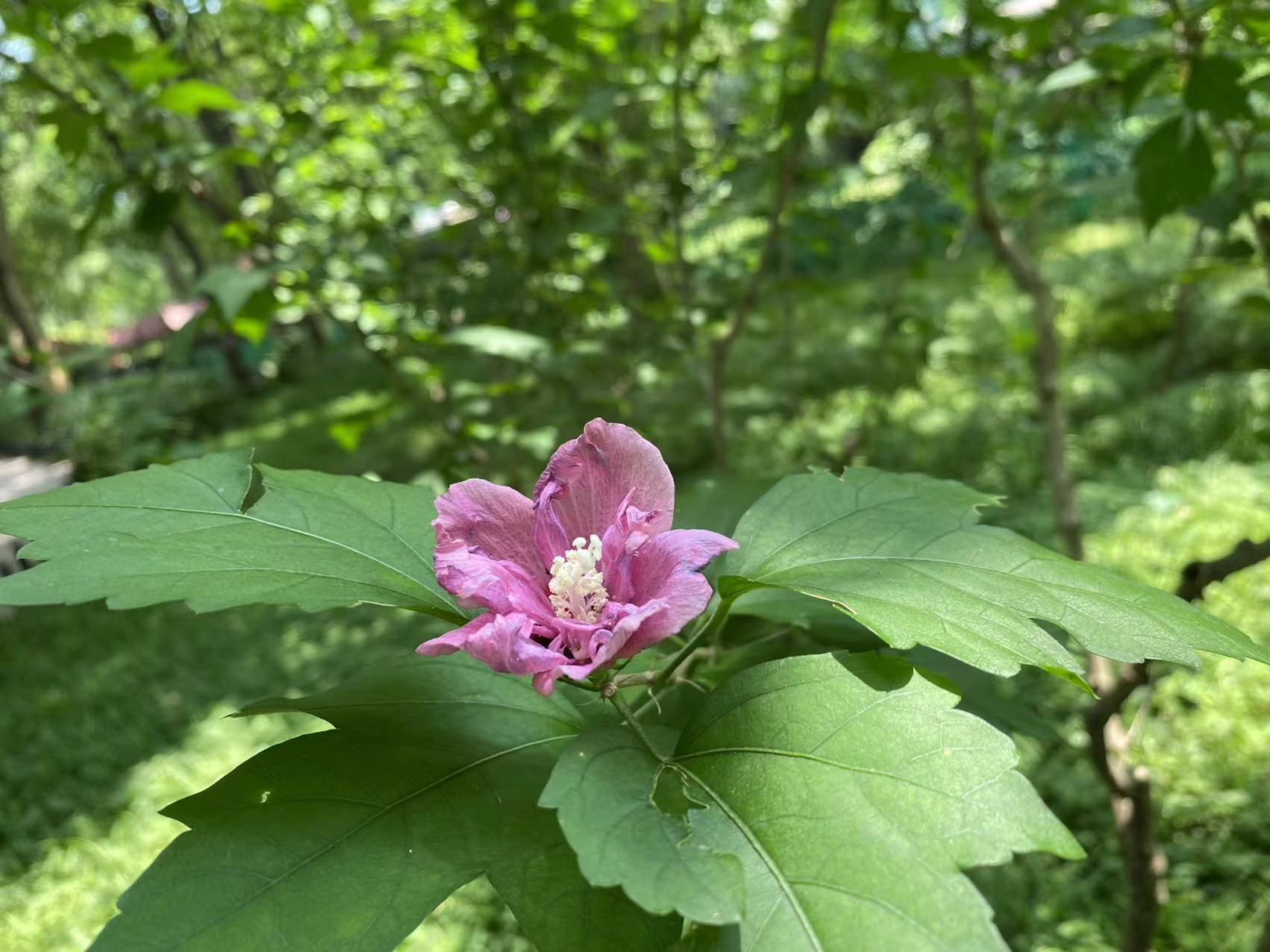 상하이 녹지에서 자라는 무궁화